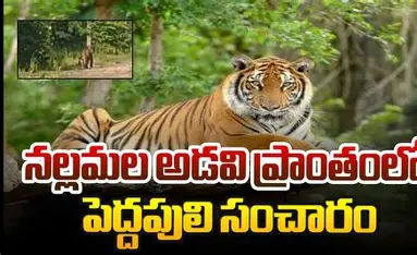 tiger tension in the surrounding villages of the nallamala forest