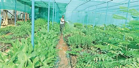 if you farm in this way you can grow any crop in any season