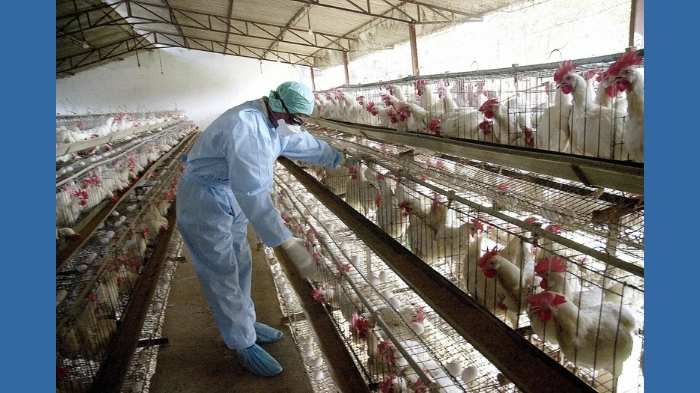 ap alerts after mass chicken deaths in telangana
