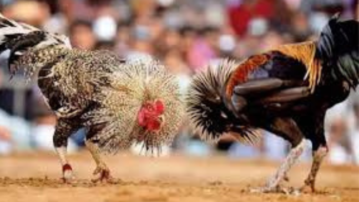 cockfighting fever grips villages ahead of sankranti